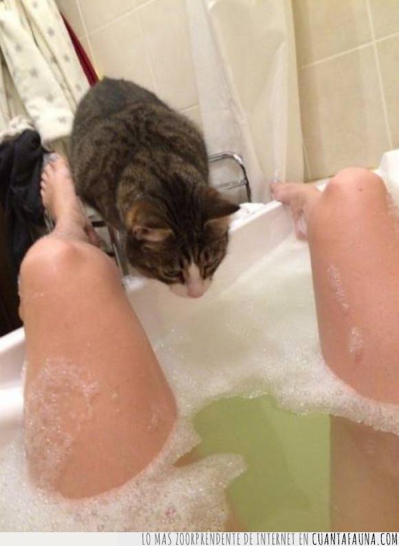 baño,félidotina,felino,gato