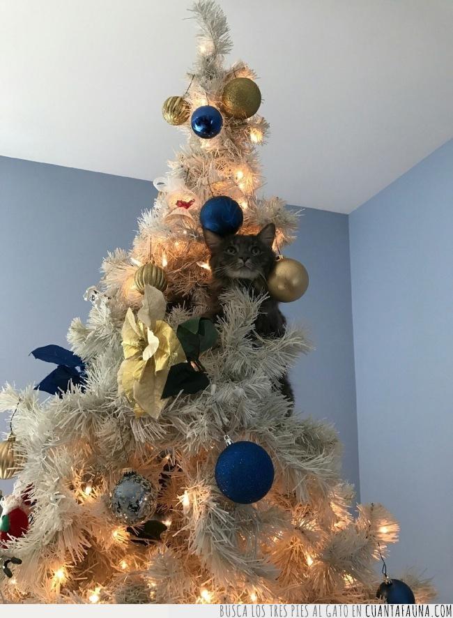 gato,navidad,adorno,vida,árbol,bola,decoración