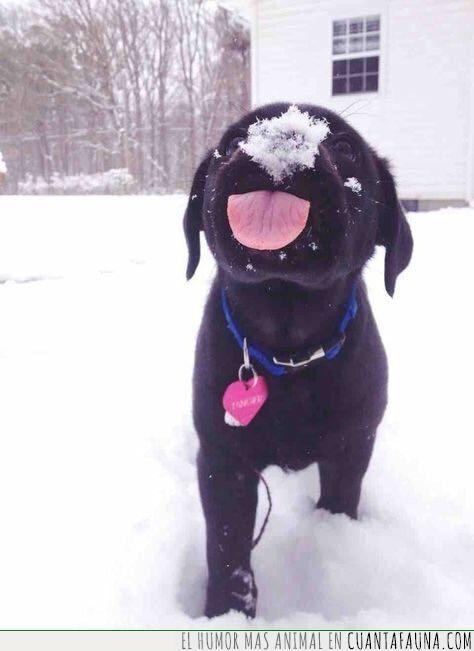 nieve,saber,lengua,probar,sabor,perro,cachorro