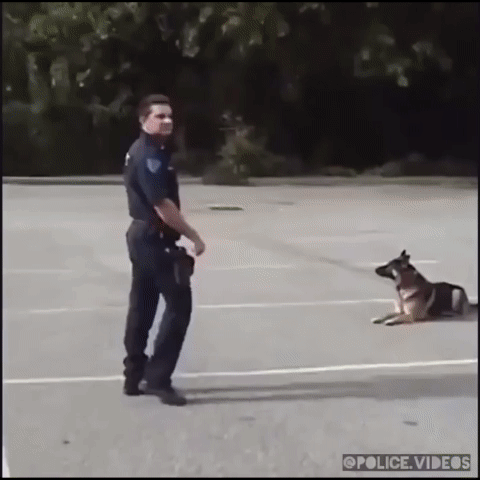 inteligentes,perros,policia,puerta