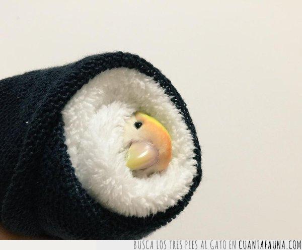 periquito,pájaro,sushi,roll,toalla,manta envuelto,arroz,alga,blanco,negor