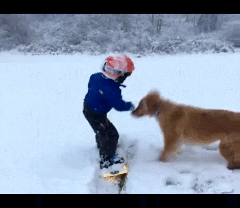 frases,hablar,nieve,niño,perros
