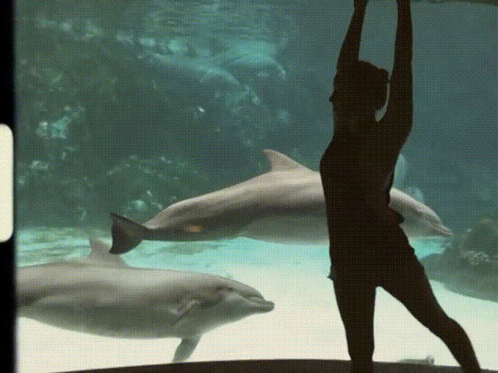 delfin,flexibilidad,humana,impresionado