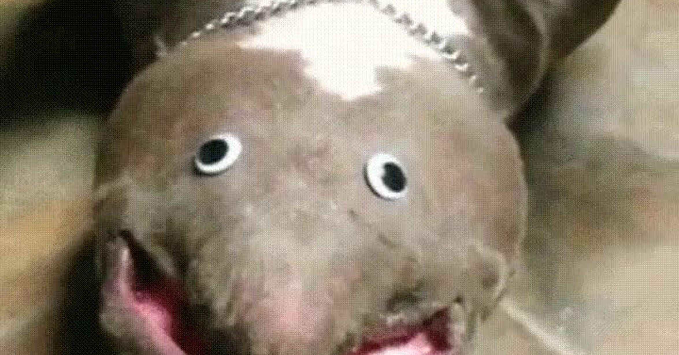 Синдром дауна у животных. Умсивеннн отсиалые дивотные. Животные дауны. Даун у животных. У животных бывает синдром дауна.