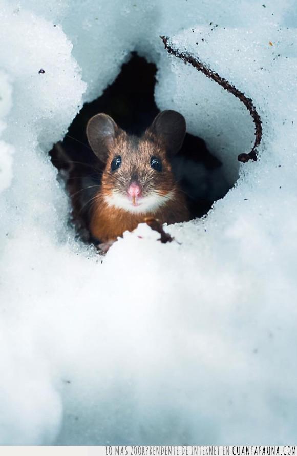 frío,madriguera,nieve,ratón
