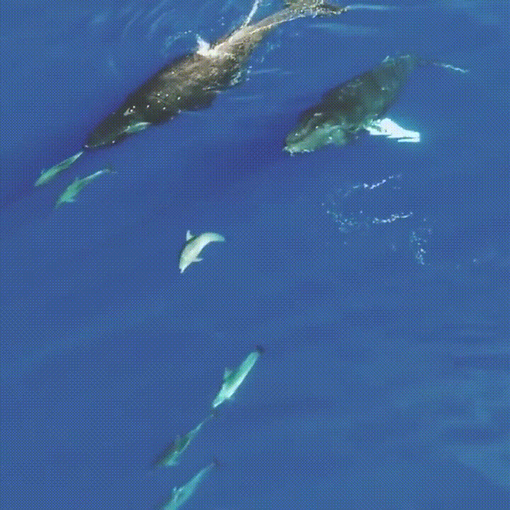 ballenas,delfines,harmonia,nadar
