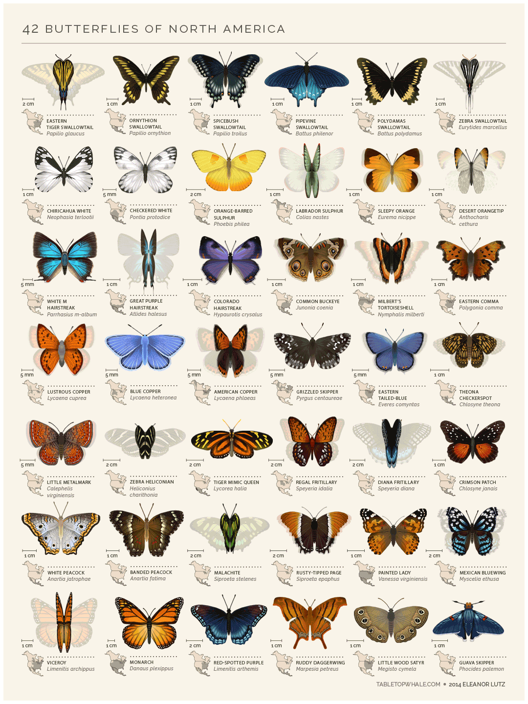 mariposas,colección,norte,américa,especies