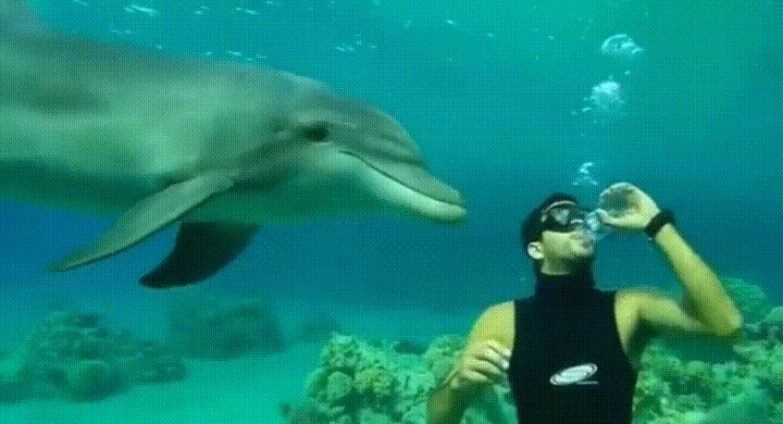 absurdez,agua,delfín,ofrecer,vaso