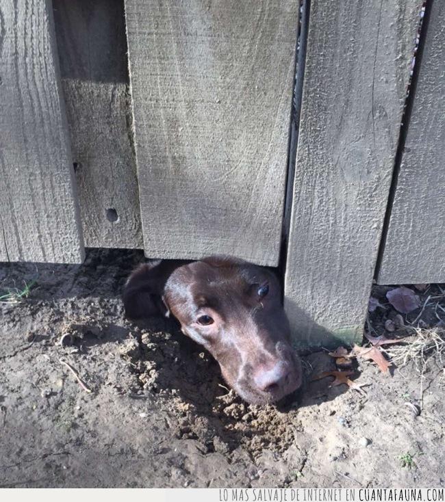 perro,vecino,valla,cabeza,agujero,ver,jardinería,excavar,tareas