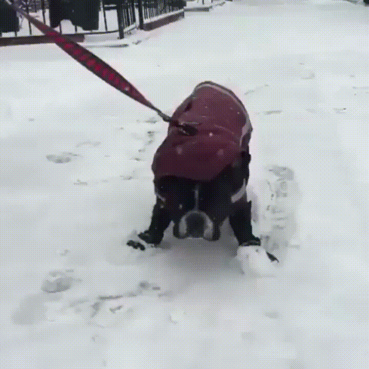 intuición,ligera,nieve,perro