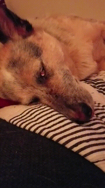 adorable,dormir,miedo,perro