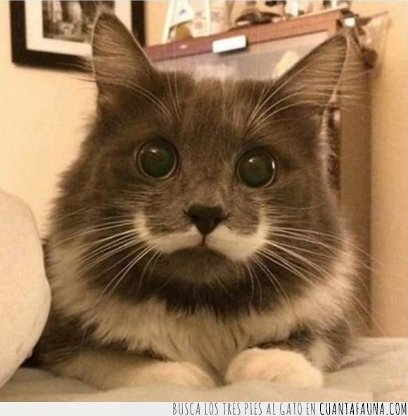 bigote,gato