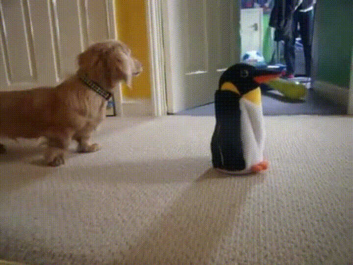 apasionado,casa,entrar,juguete,nuevo,perro,pinguino