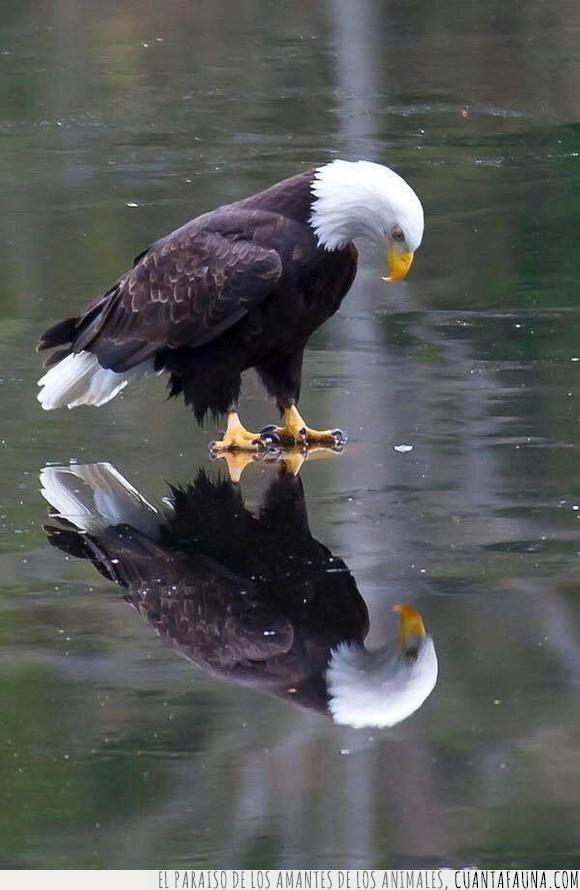águila,calva,hielo,reflejo,USA