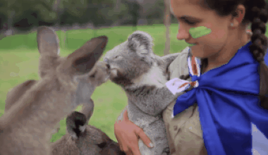amor,canguro,koala,perfectamente,posible