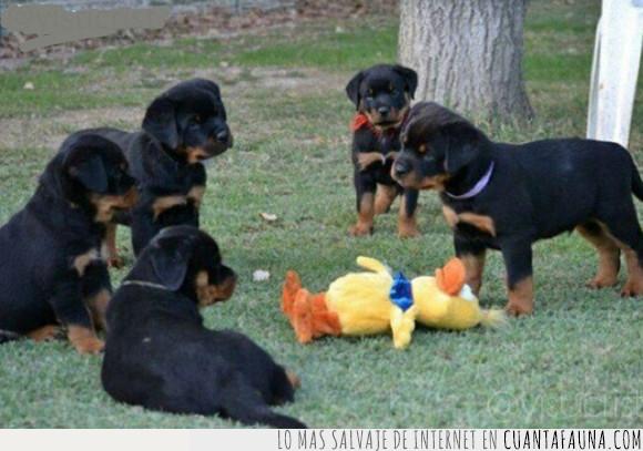pato,perros,rottweillers