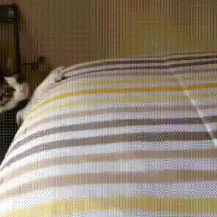 cama,gato,salto,subir