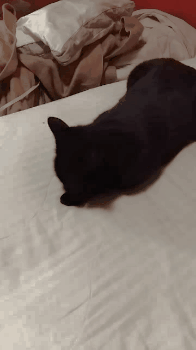 gato,mano,miedo,no,por favor,sábana