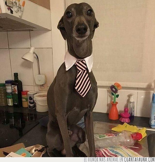 corbata,reunión,importante,tener,arreglar,vestir,oficina,empresario