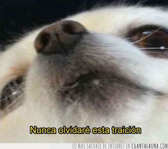 Más allá mayoria Doctor en Filosofía Cuando le pisas la patita a un perro es EL PEOR DE LOS SENTIMIENTOS Más allá mayoria Doctor en Filosofía Cuando le pisas la patita a un perro es EL PEOR DE LOS SENTIMIENTOS
