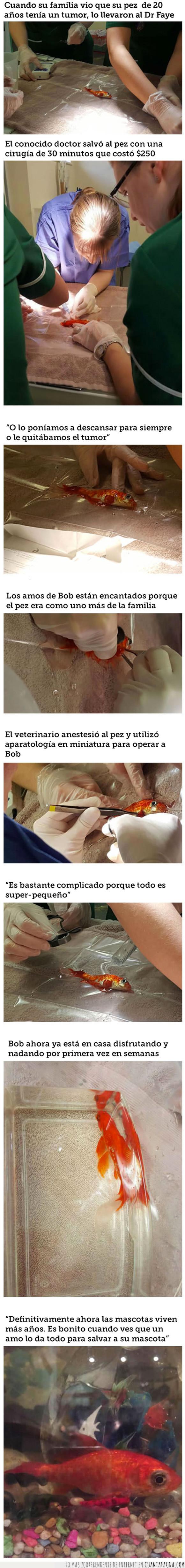bob,cirugía,mascotas,pez