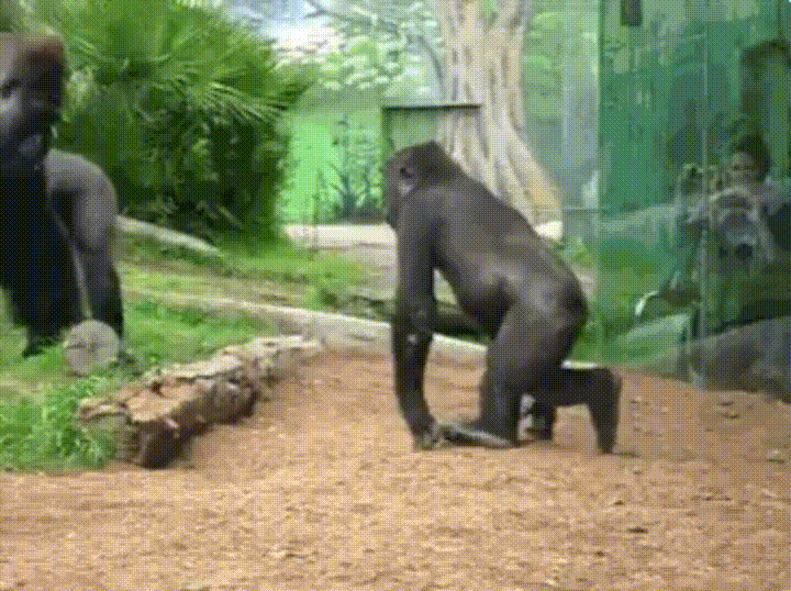 alguien,gorila,más grande,meterse,segundos