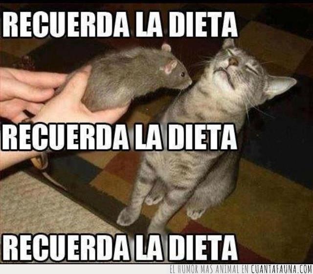 dieta,ratón