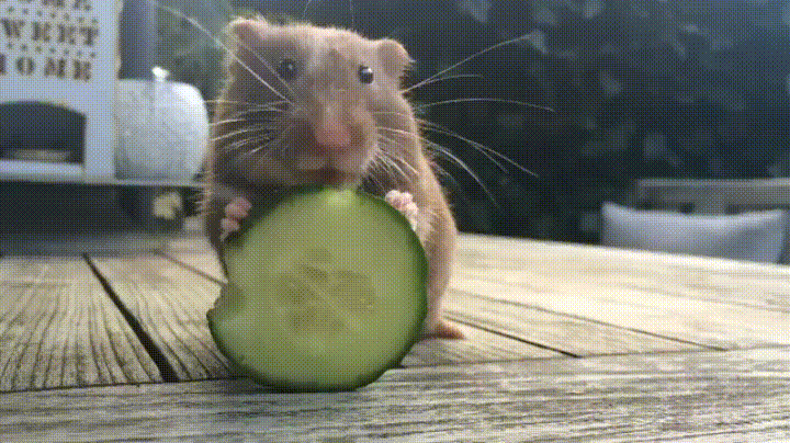 adorable,hamster,pepino