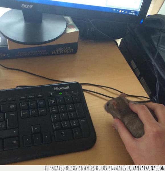 ordenador,ratón