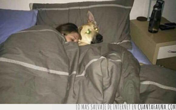 cama,novia,perro