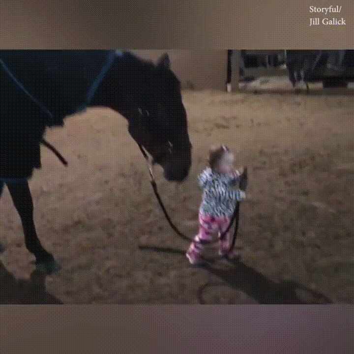 animales,caballo,don,nacer,niños,tratar