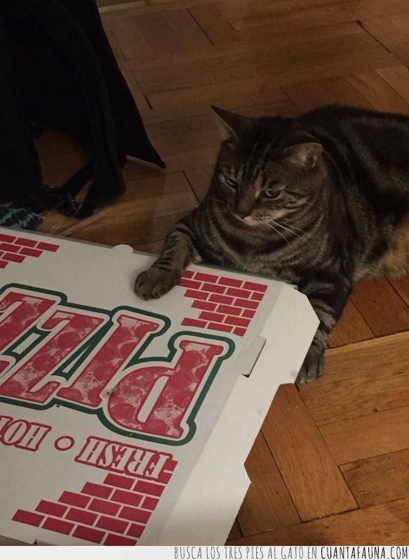 pizza,gato,plan,caja,viernes,shame,vergüenza,mejor,comer,cenar