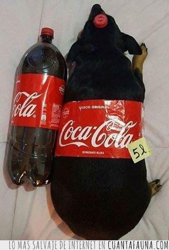 botella,refresco,coca cola,perro,etiqueta,lomo,tapón,cinco,litros