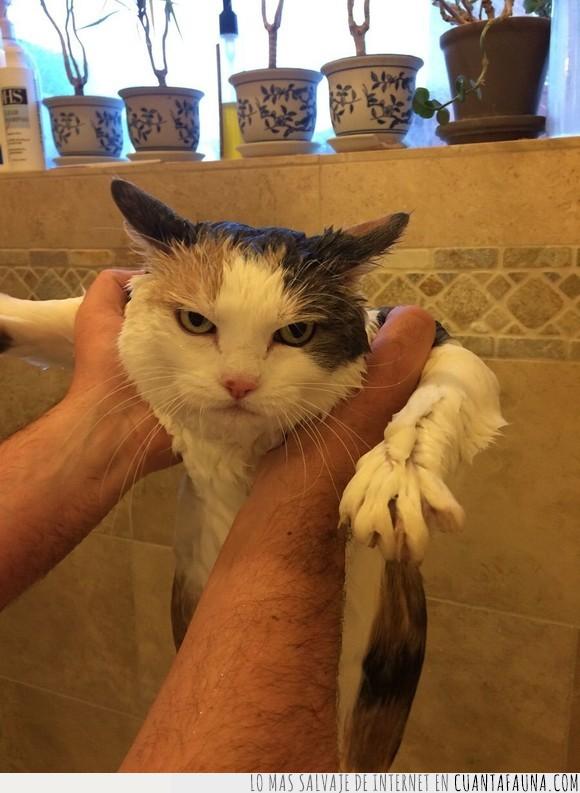 bañado,ducha,gato,mojado,mojar,terrible