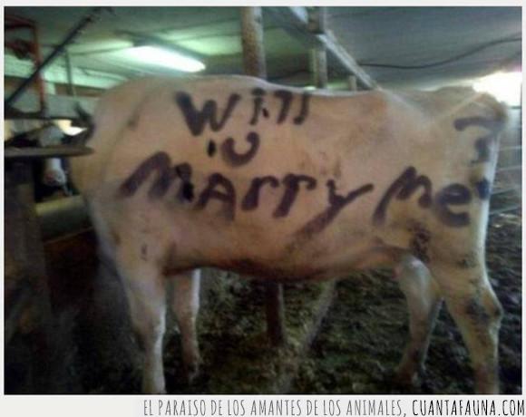 pintada,vaca,will u marry me?