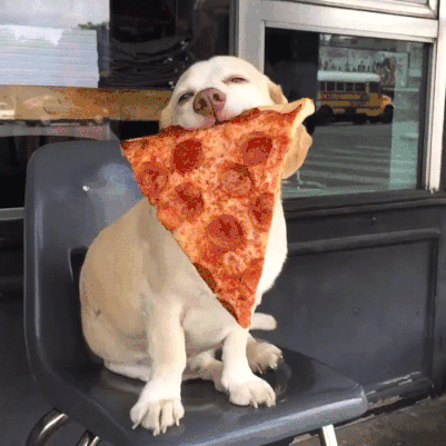 feliz,perro,pizza,trozo