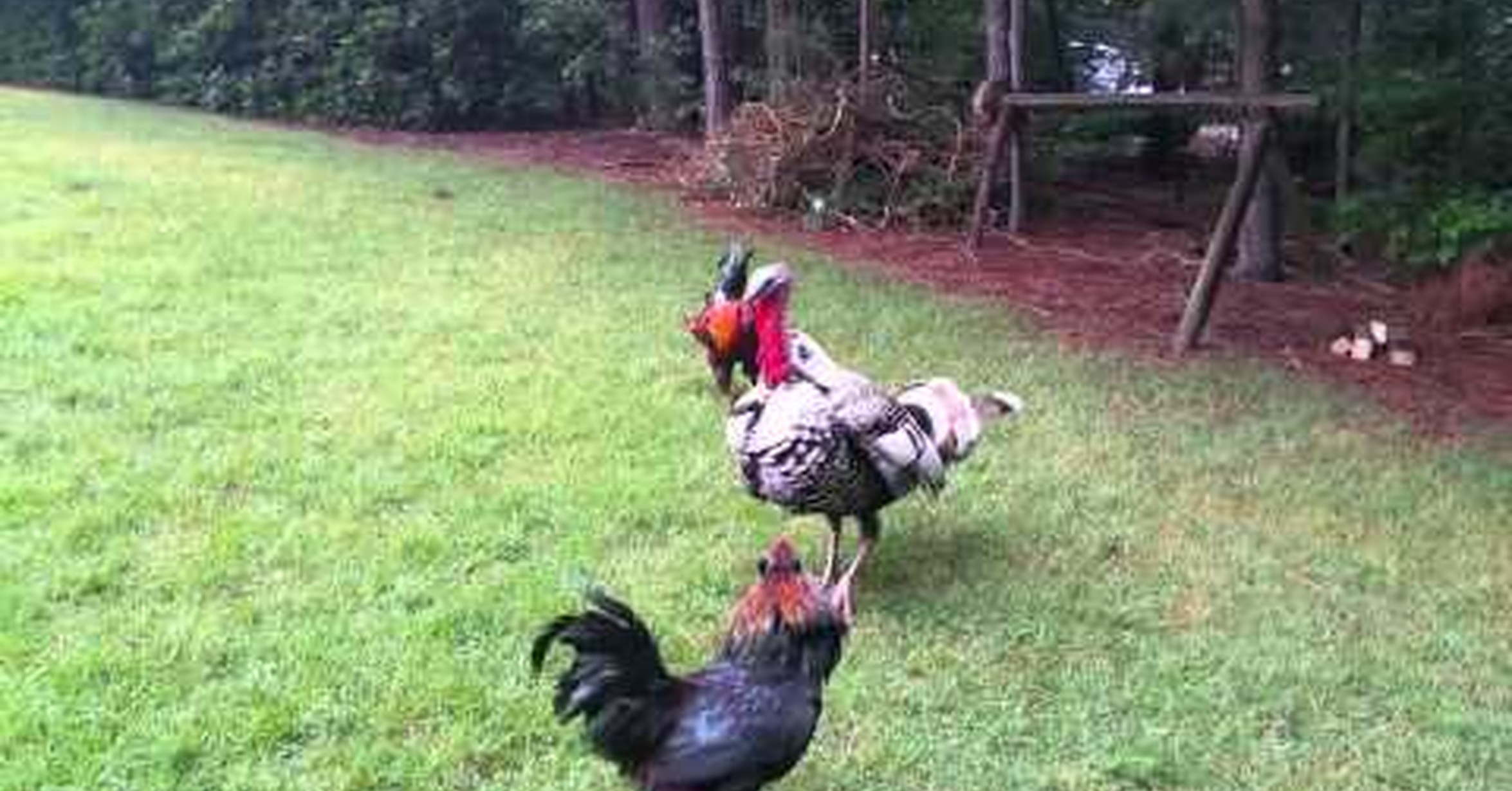 Porque Se Mueren Las Gallinas De Repente