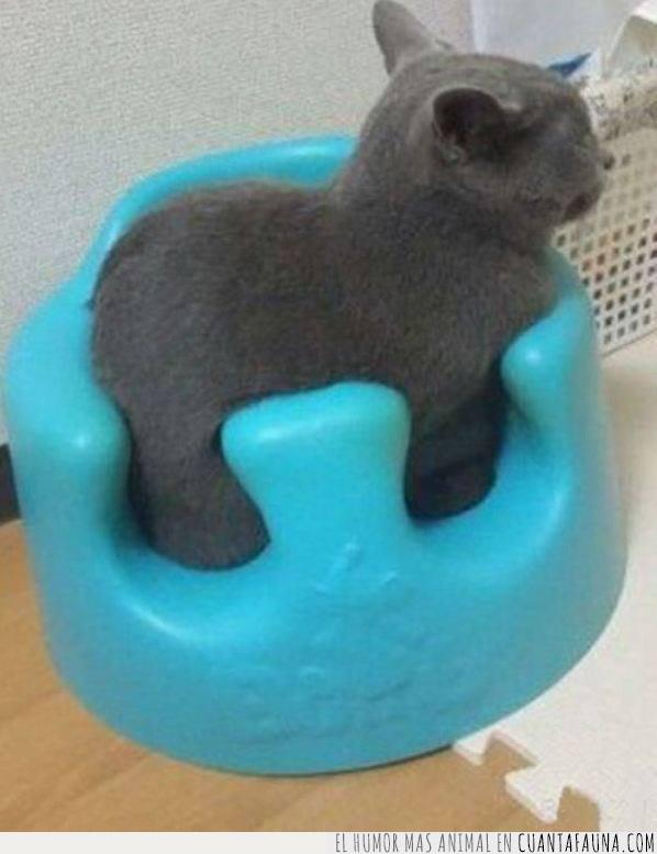 gato,forma,tomar,realmente,azul,sentar,gris