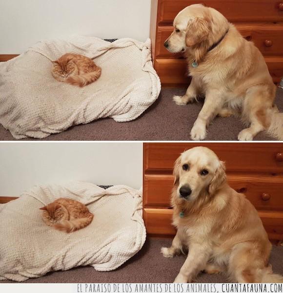 cama,gato,perro