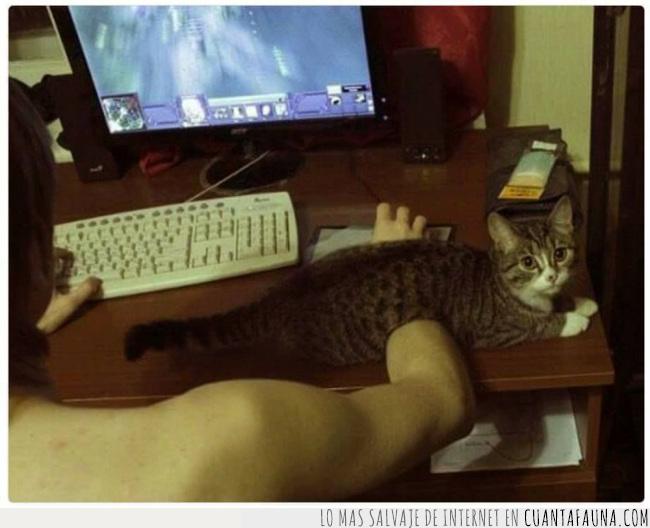 gato,teclado,mano,poner,lugar,estirar,cualquier,sitio