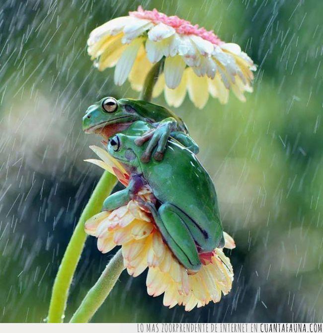 ranas,lluvia,flores,proteger,paraguas,abril,resguardar,mojar
