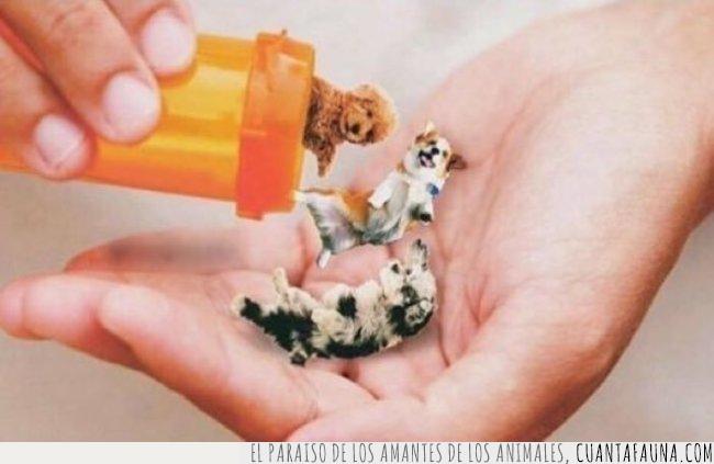 perros,pastillas,medicación,necesitar,tomar,ayuda,salud,felicidad