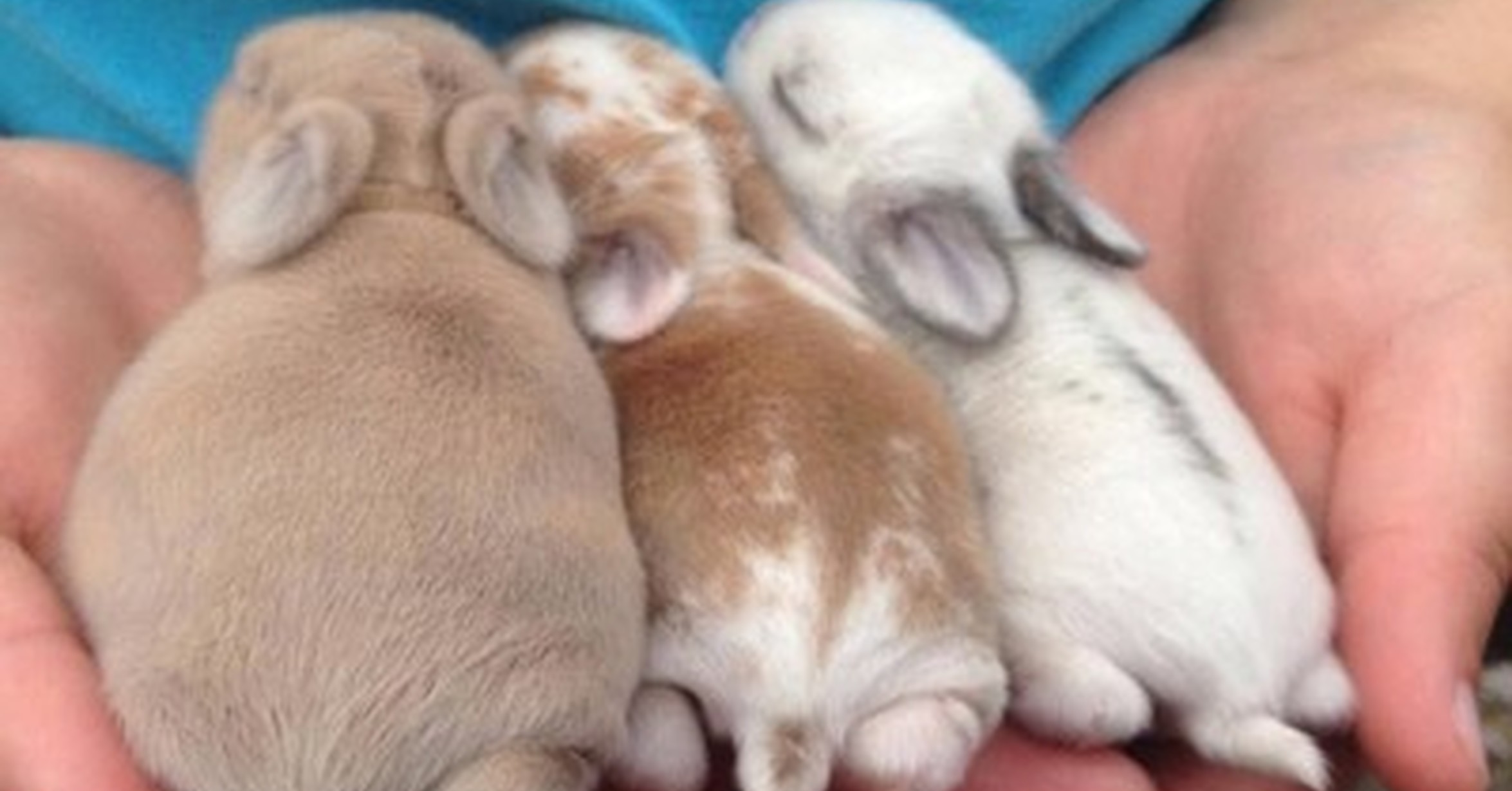 заяц родился. новорожденные зайчата. новорожденные зайчата. новорождённые крольчата. новорожденные крольчата.