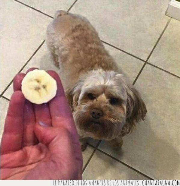 cara,indignado,perro,parecer,plátano,comida,fruta,doppelganger,parecido,escoger