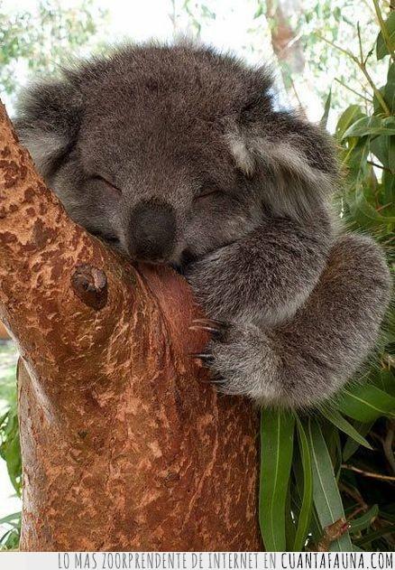 dormir,bebé,koala,árbol,feliz,cara,sonreír,dormido