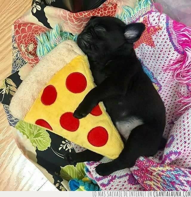 pizza,pug,vida,amor,abrazar,dormir,peluche,juguete
