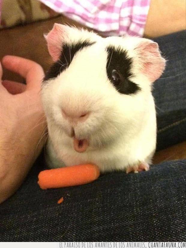 conejo,comida,zanahoria