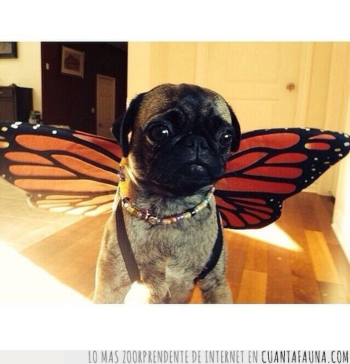 pug,perro,alas,mariposa,bonita,insecto