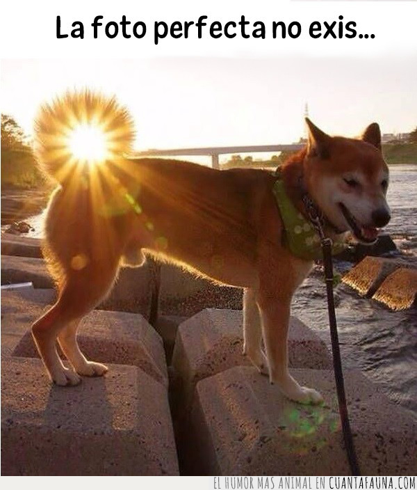 perro,foto,perfecta,cola,sol,puesta,iluminar