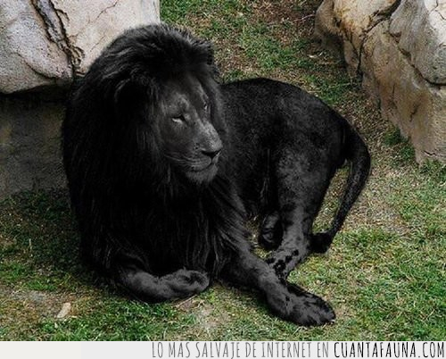 león,pelo,negro,color,oscuro,rareza,raro